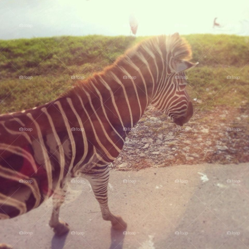 Zebra in sunshine