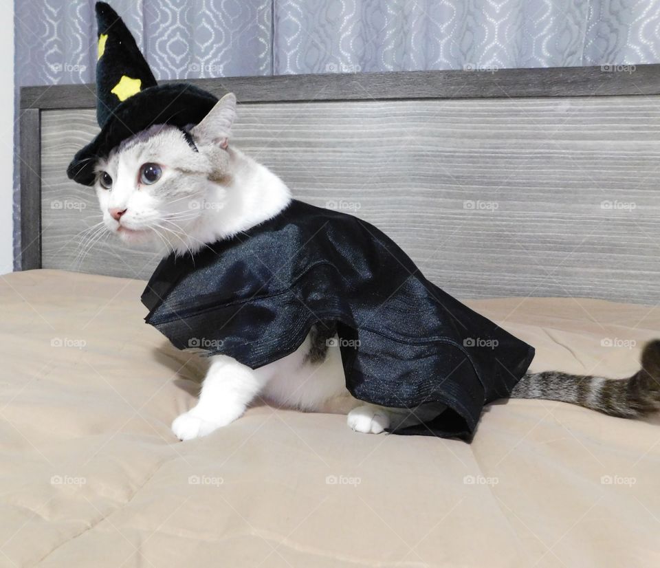 Pet with halloween costume