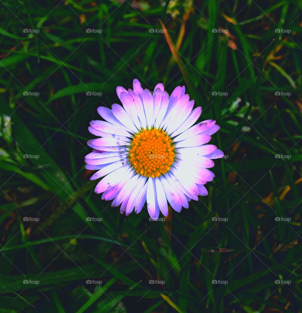 Technicolor Daisy