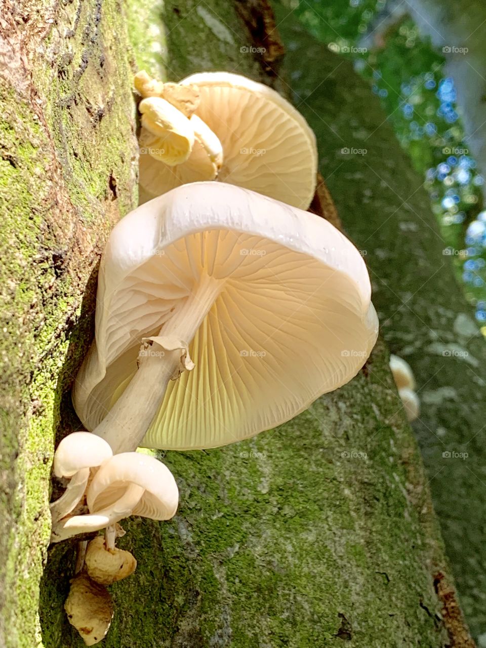 Mushroom between the trees! 
