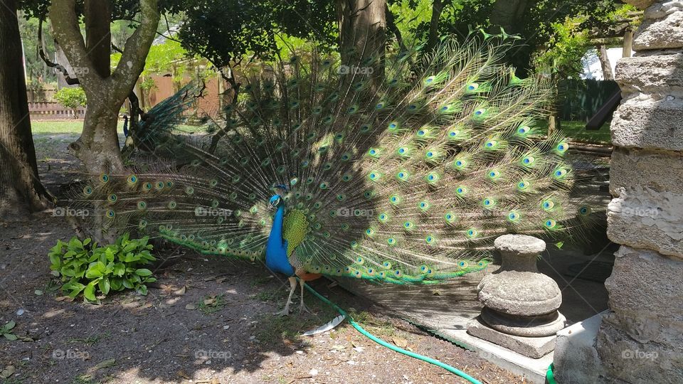 Peacock