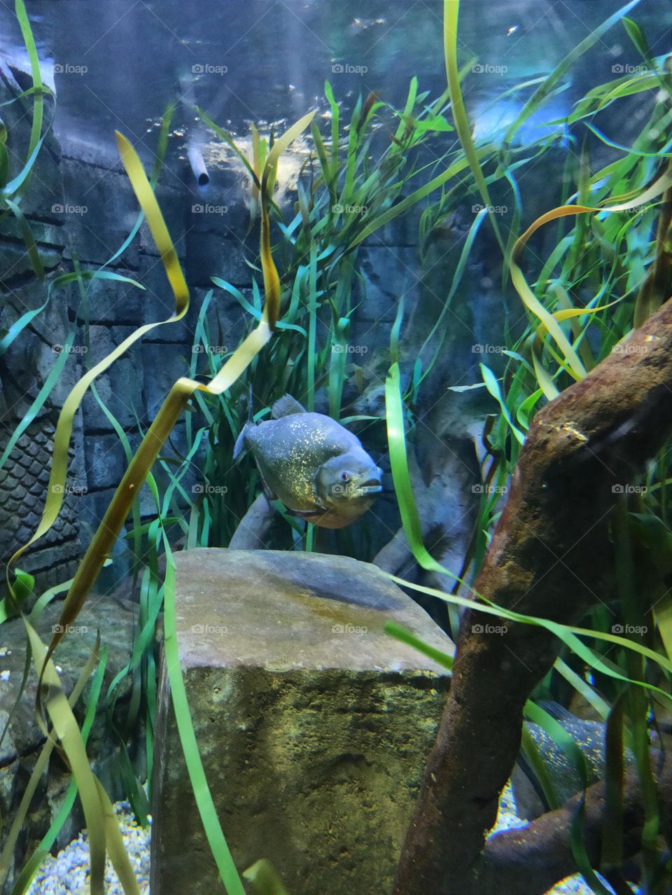 Piranha, tropical fish closeup, Sea Life, UK