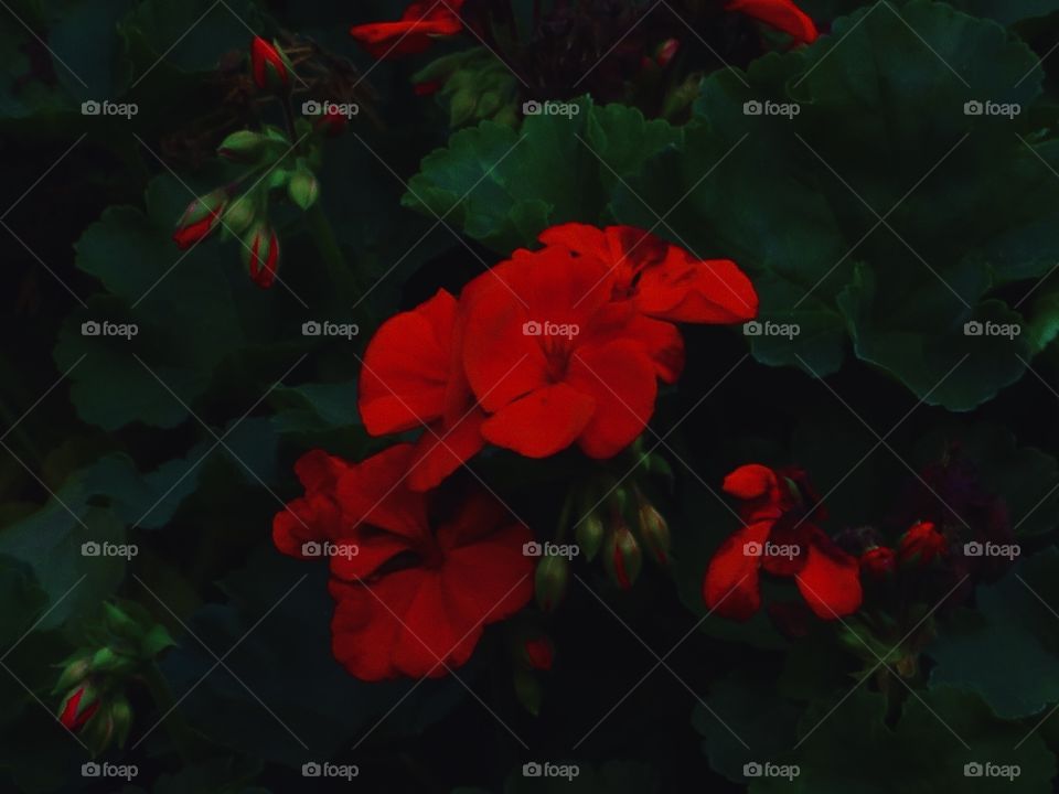 Red Geranium 