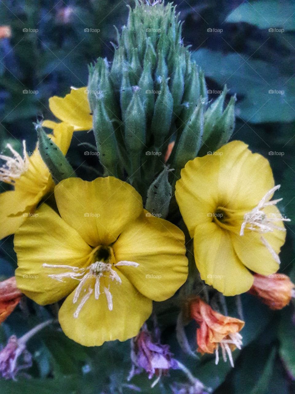 flowers plant nature