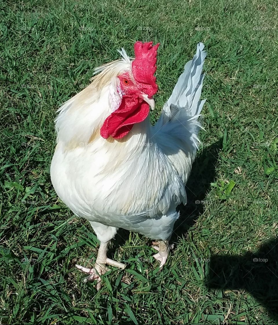 White chicken in grass.