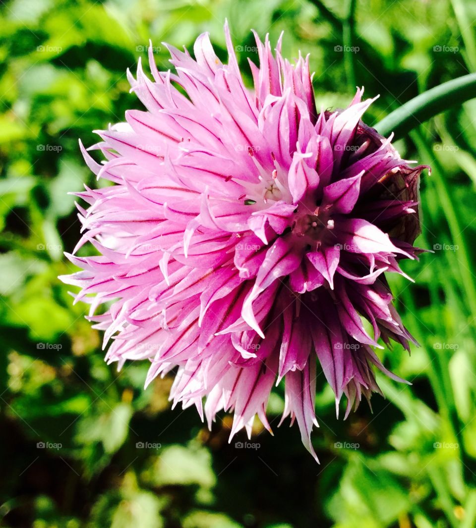 Chive bloom