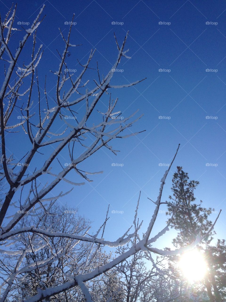 A peek into a winter wonderland. Fresh powder resting on branches of a tree with the sun shining through. 