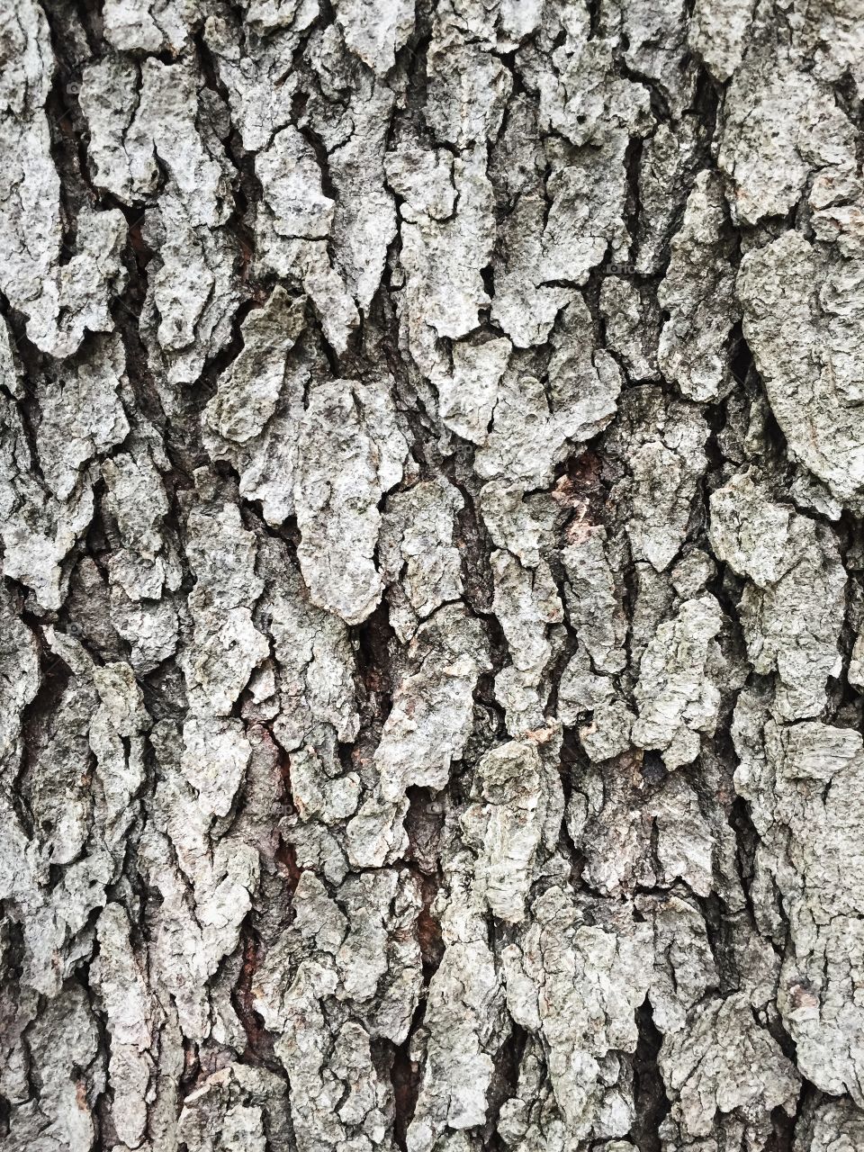 Wood bark