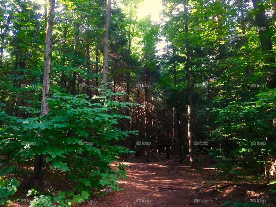 Path in the forest