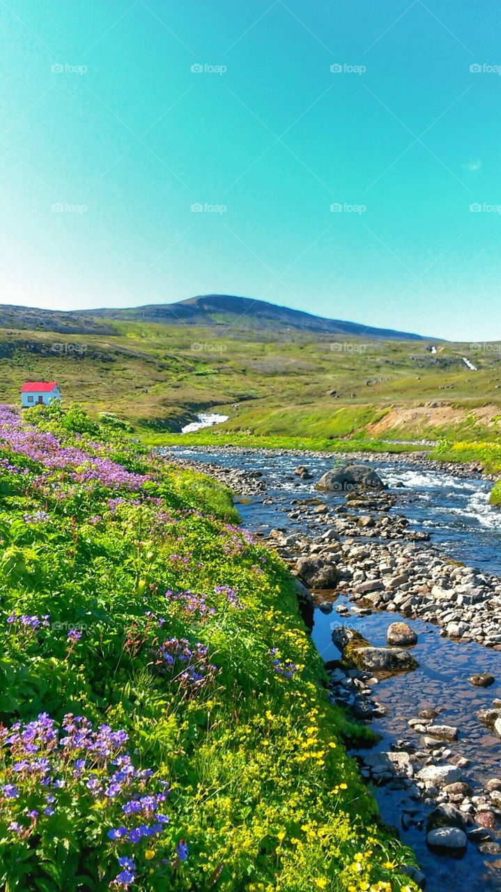 Summer in Hornstrandir. A colorful pictures of Iceland's northern most peninsula.
