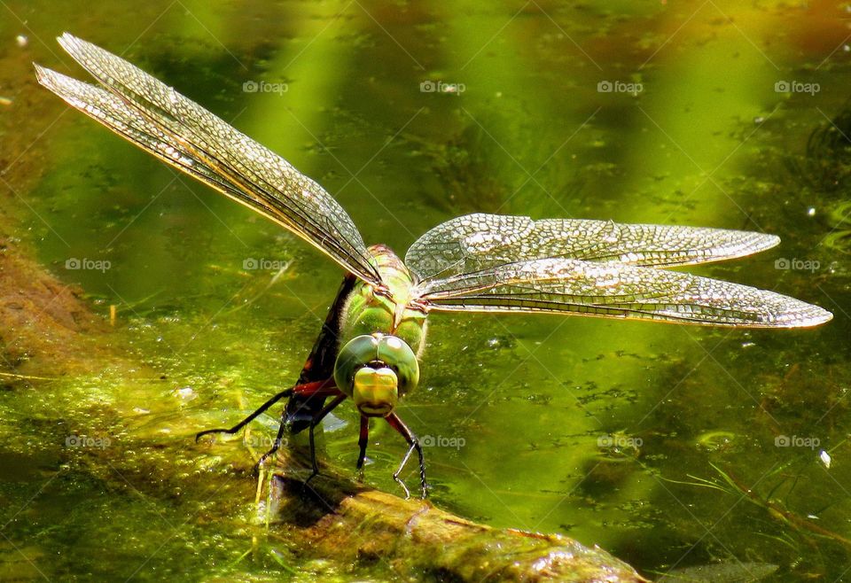 dragonfly