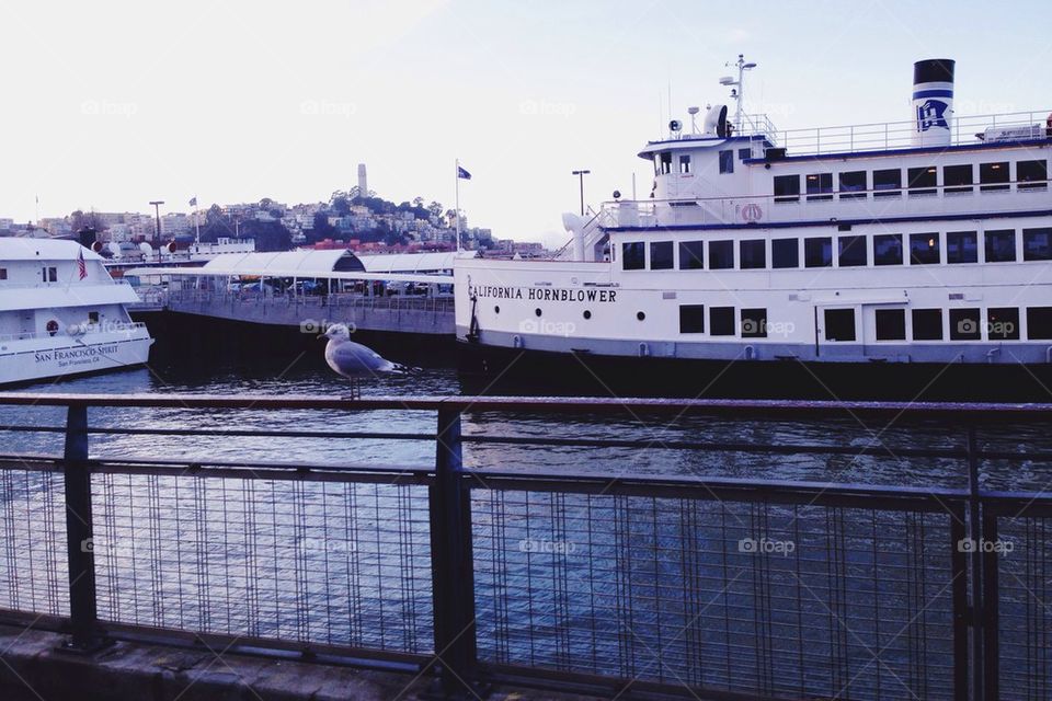 Seagull and boat