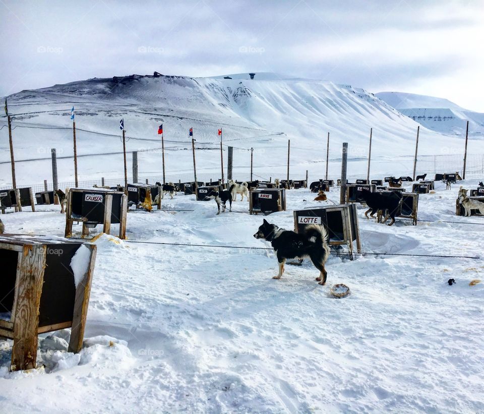 Husky dogs of Svalbard 