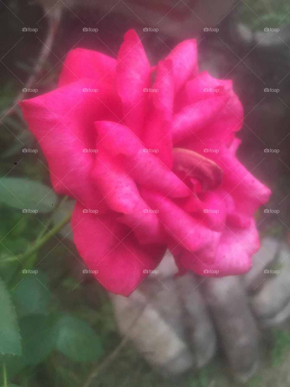 Pink rose