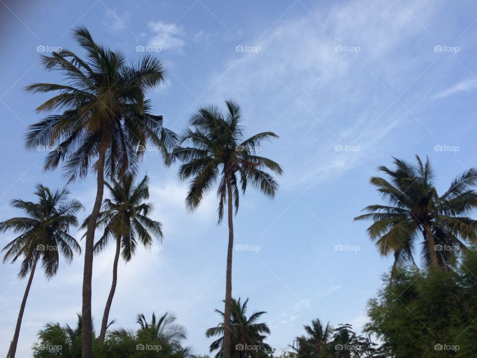 Beautiful coconut trees and clouds 