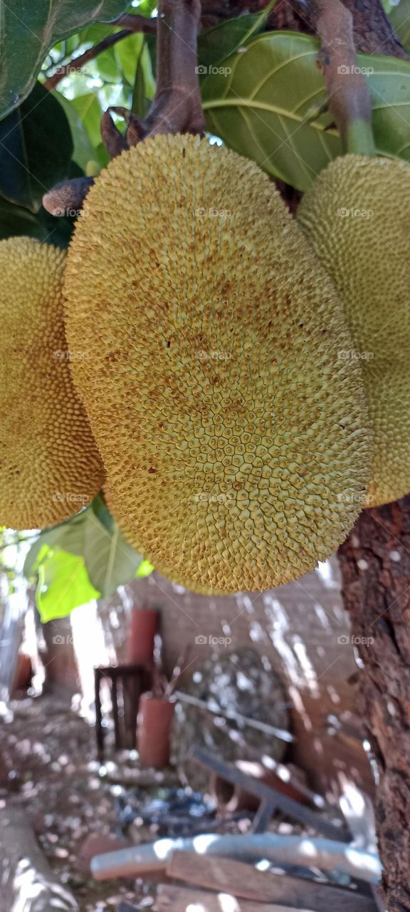 jackfruit