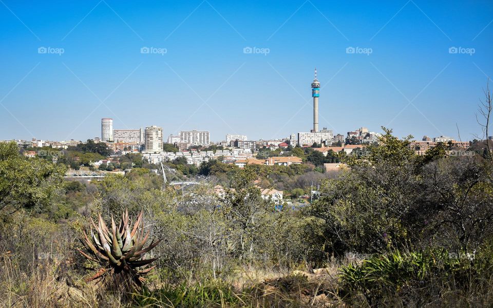 Tropical garden greenery in the botanical garden at the park, travel in garden with benches, explore on the stone walkway and path, walking the dog outdoors on a leash, hiking fitness, motivation to move, peace recreation and wanderlust and colourful