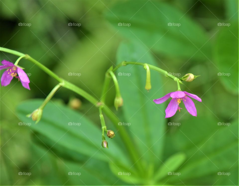 Wild flower looks gorgeous in the photo