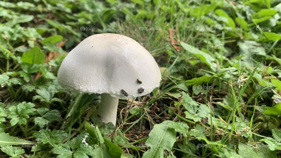 A White Mushroom surrounded by green leaves and grass 