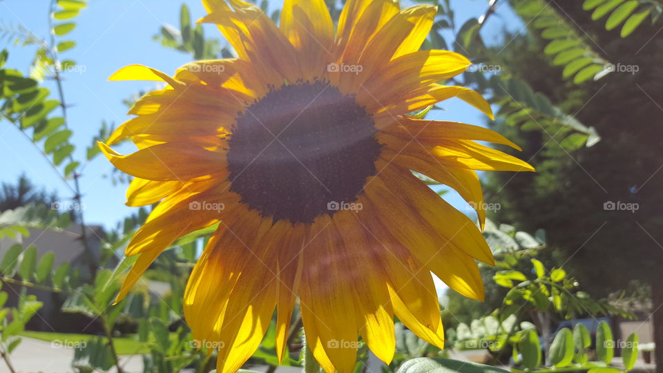 sunflower