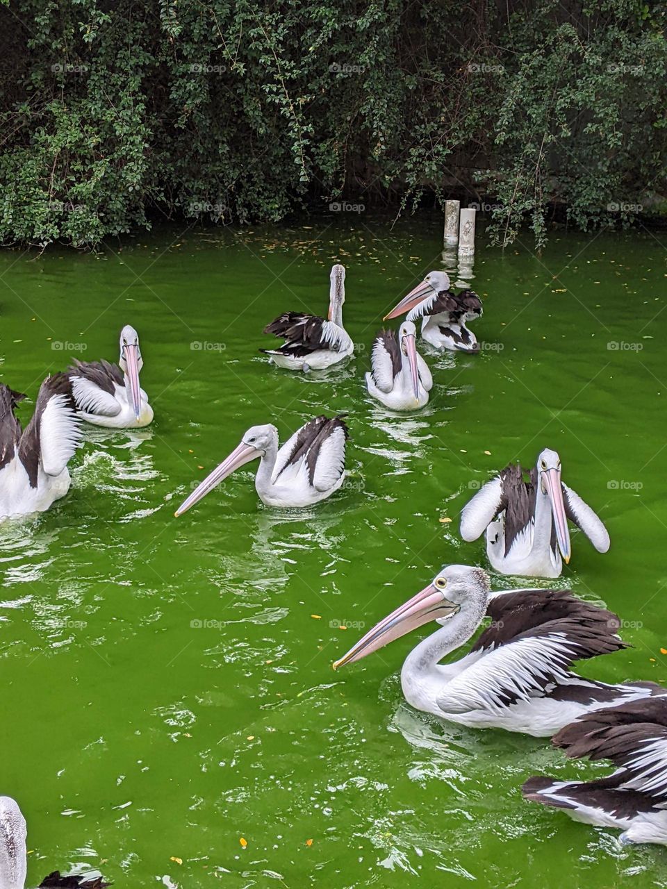 a flock of pelicans swimming in the pool