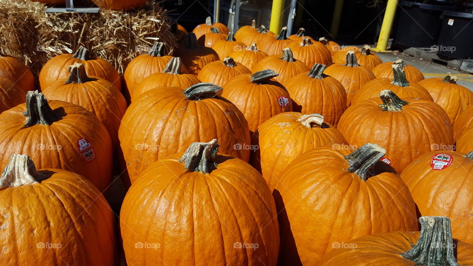 Pumpkin, Halloween, Fall, Thanksgiving, Gourd