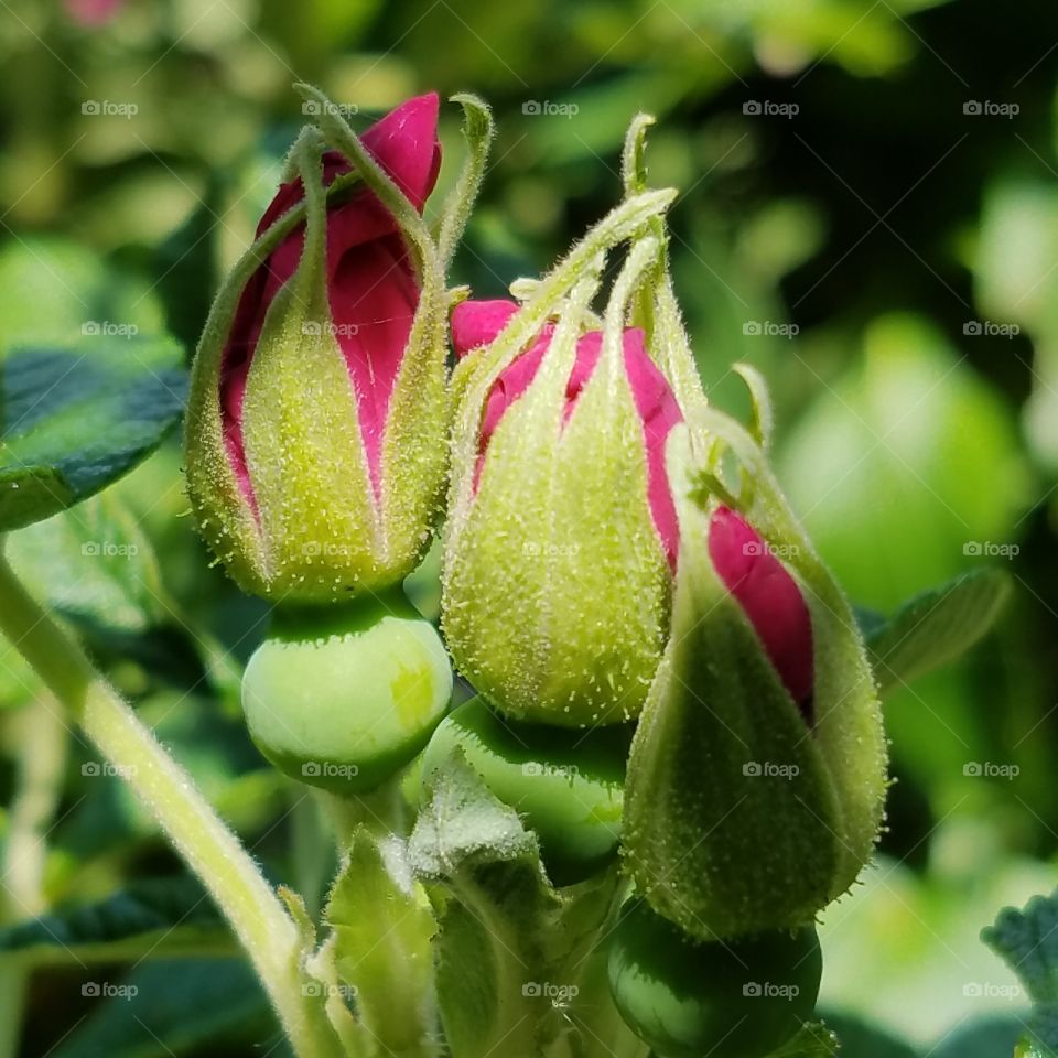 shrub rose buds