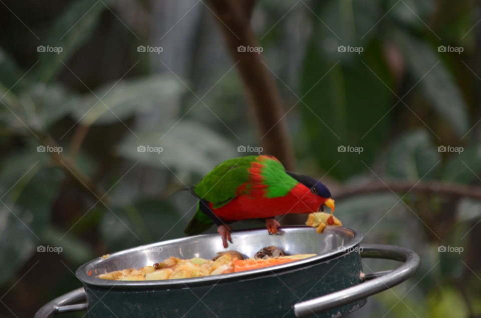Bird Eating. Action shot of bird eating at the zoo.