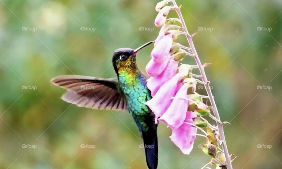 hummingbird sucking the flowers
