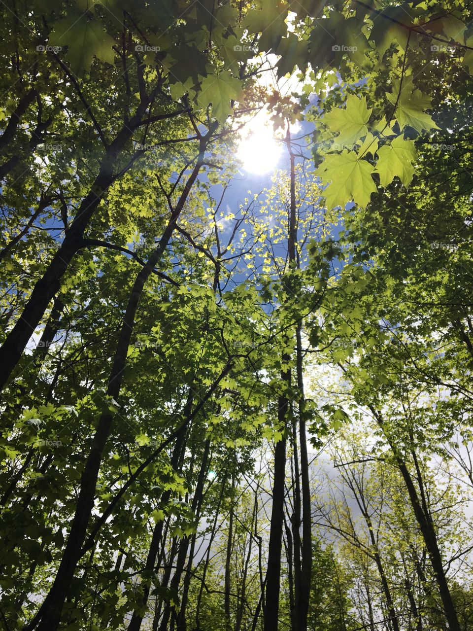 The sun bursting forth from the tree tops after the rain 