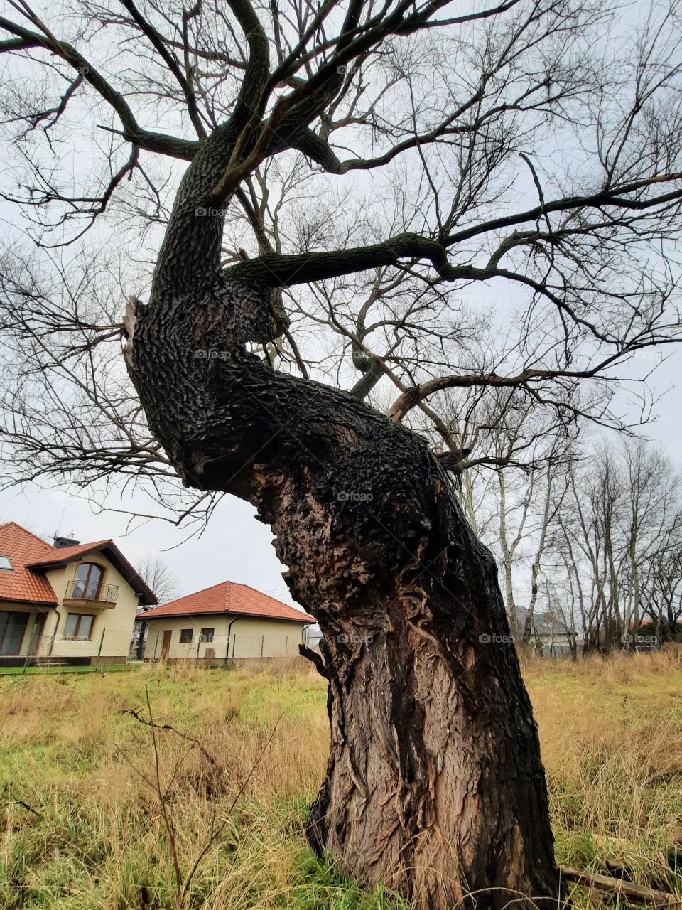 trees around us  - old damaged and twisted tree in winter