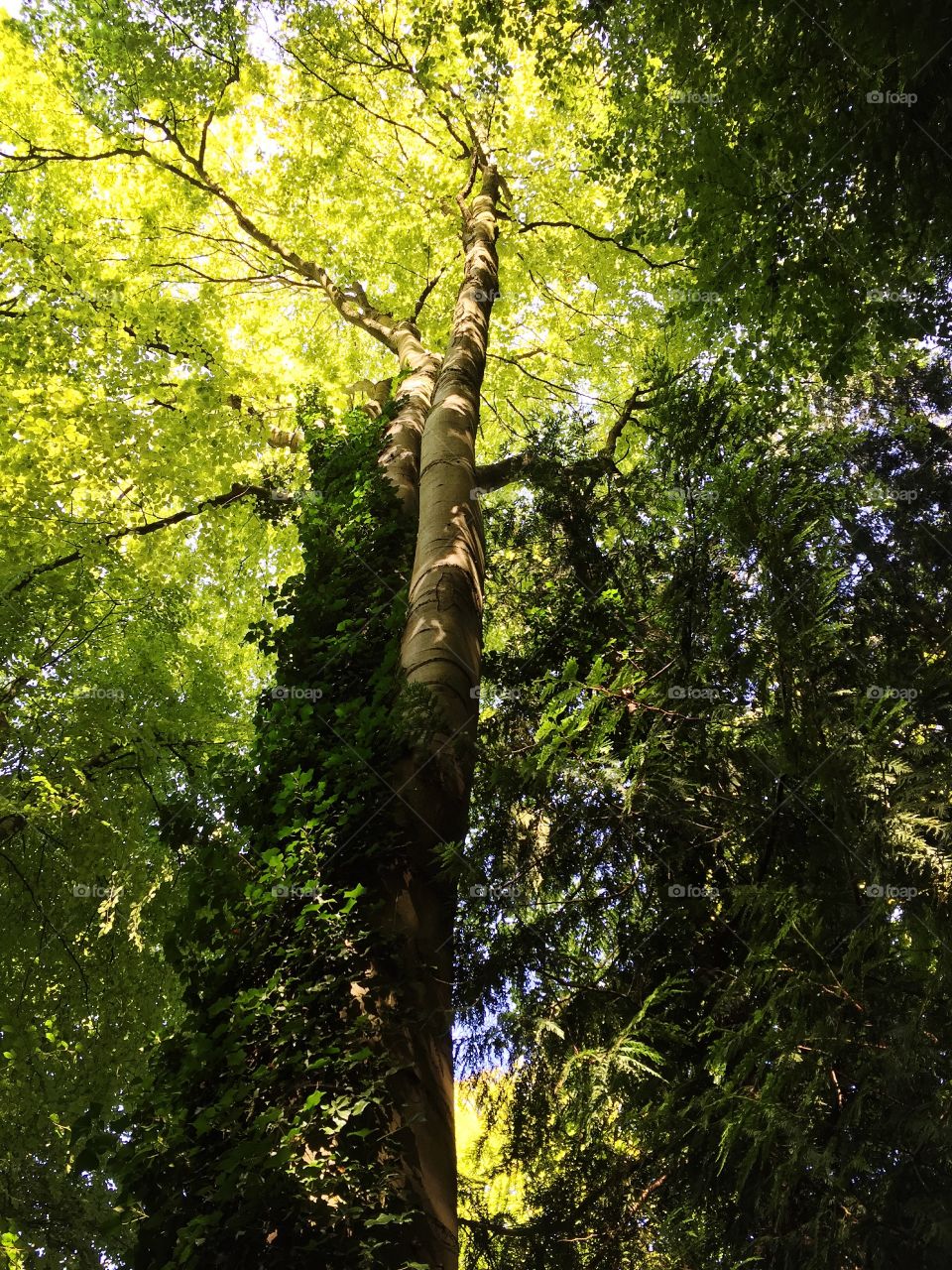 Vibrant tree, natural sunlight