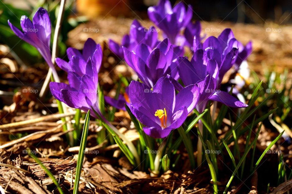 Purple crocus