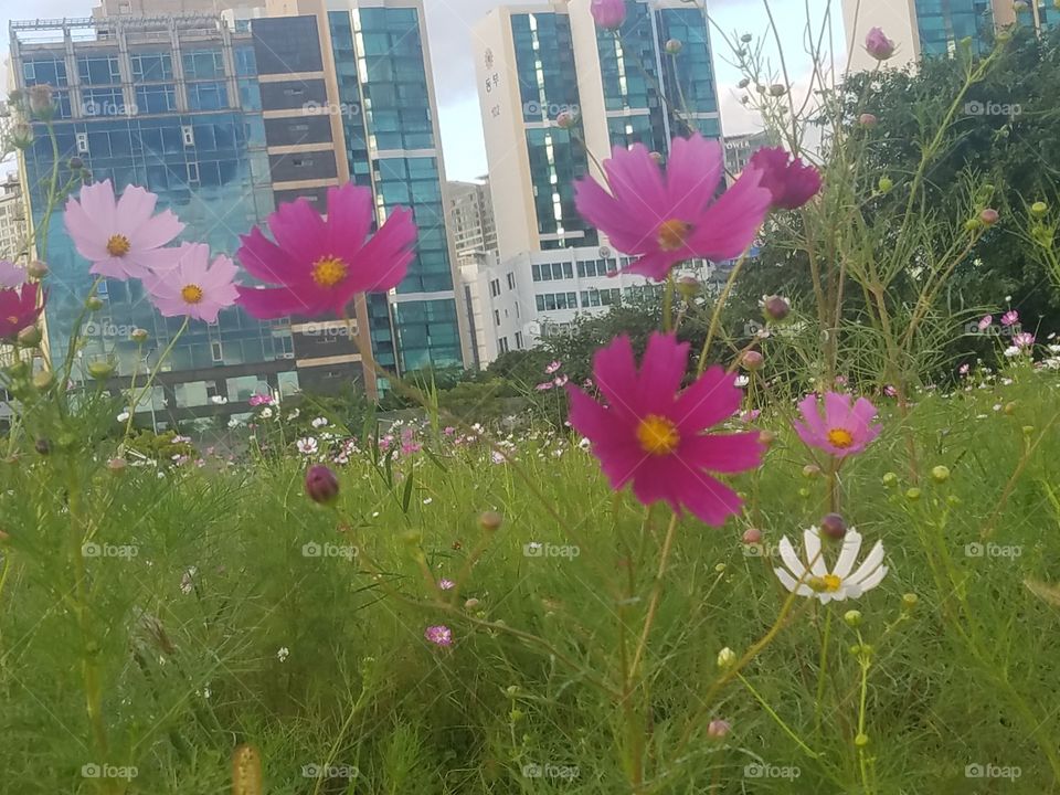 Han River Flowers