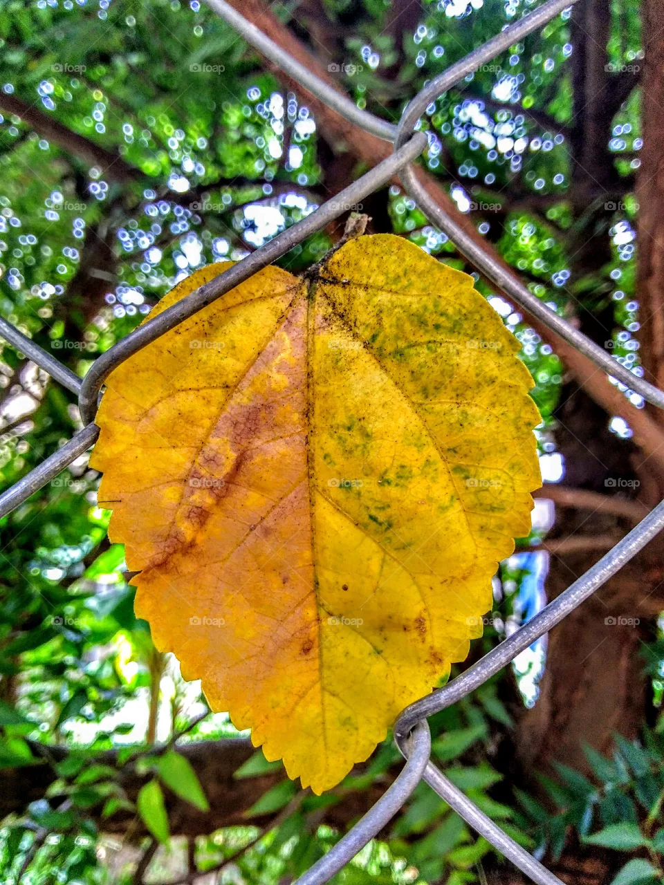 hoja caida