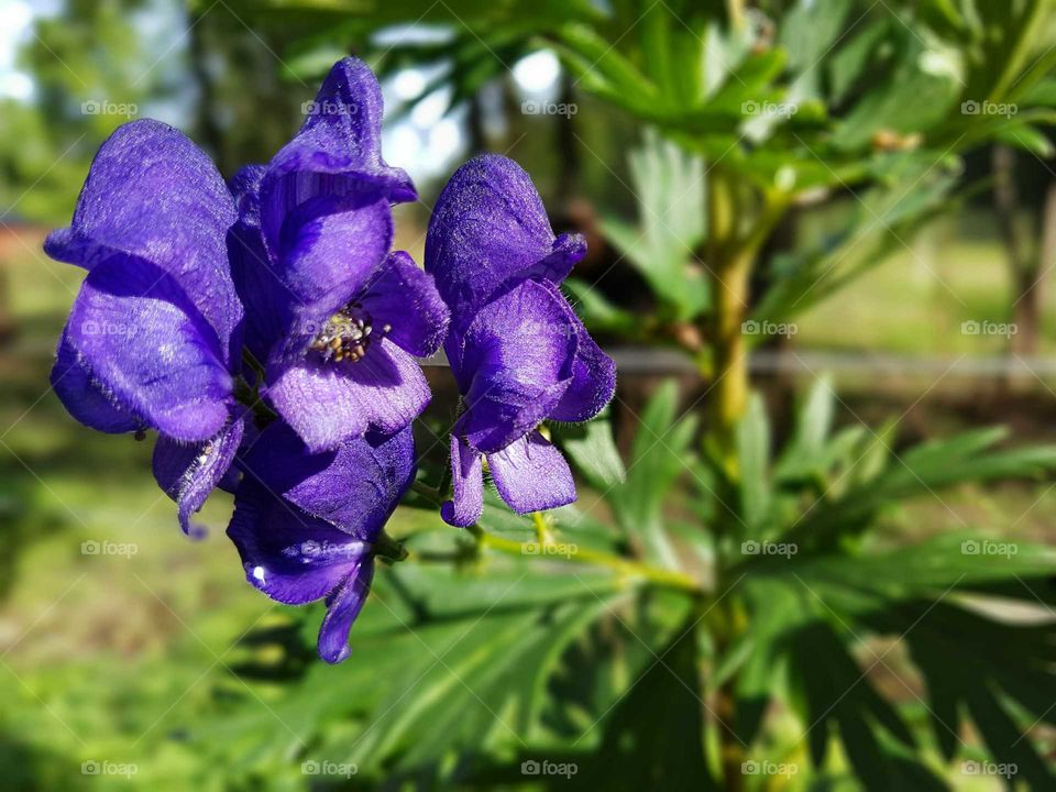 Purple flower 