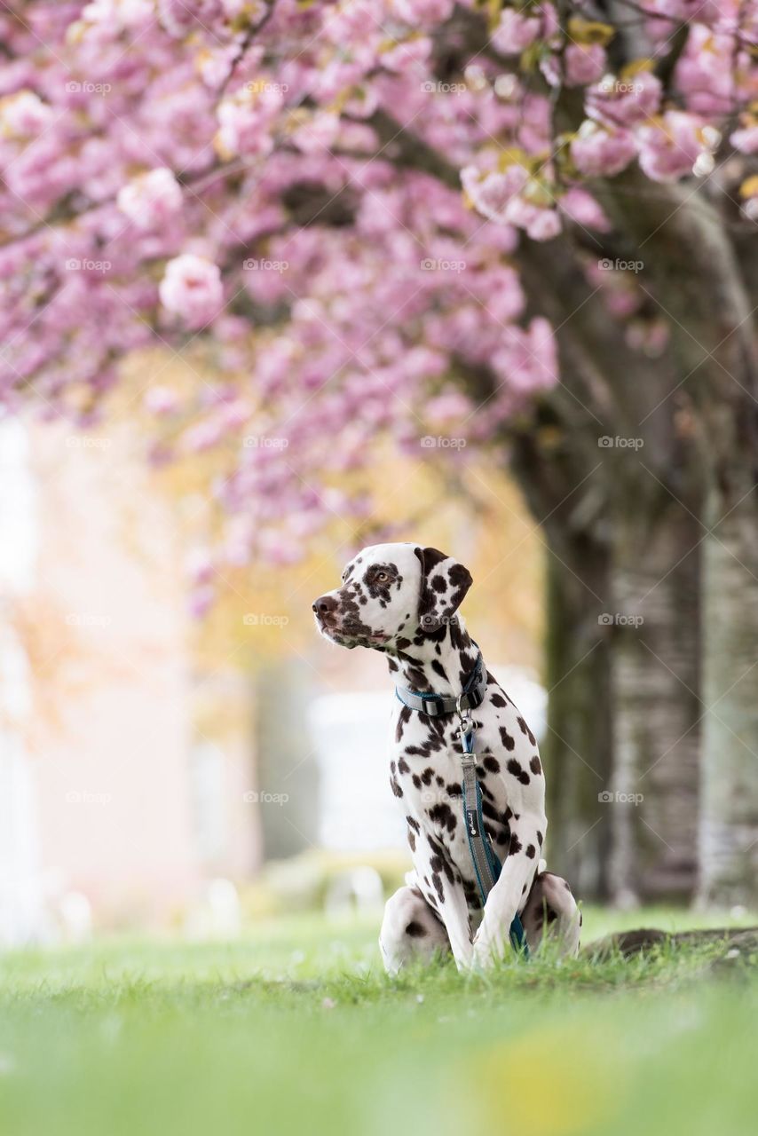 A dog. Dalmatian