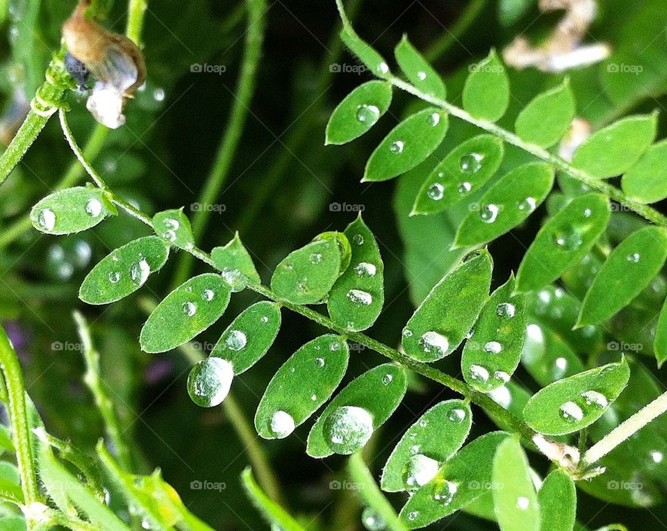 green sweden plant waterdrops by smartini65