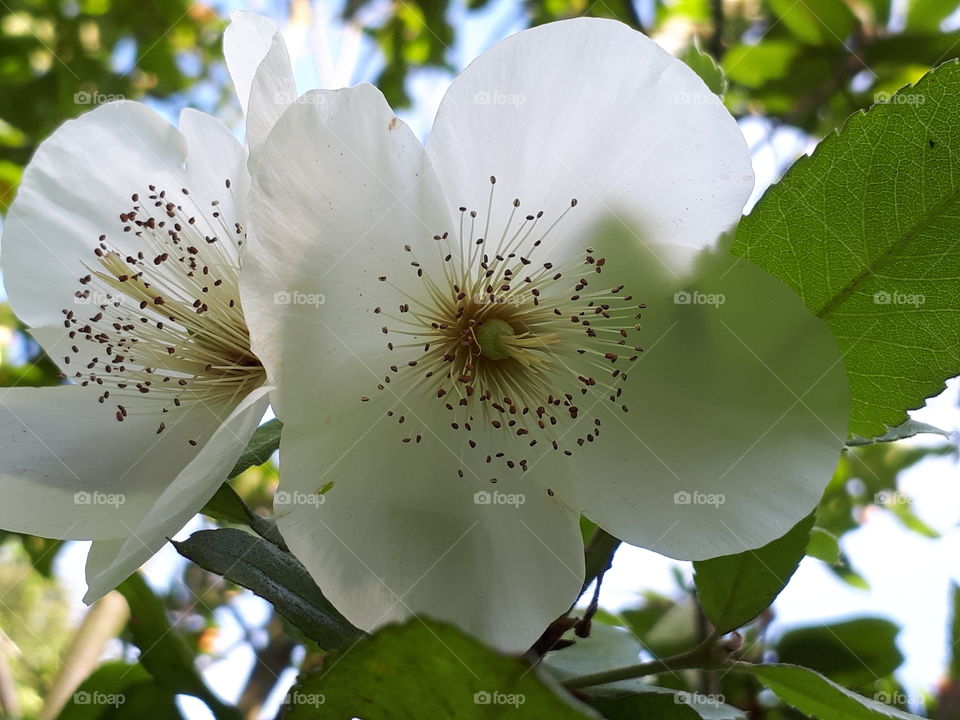 Summer Flora