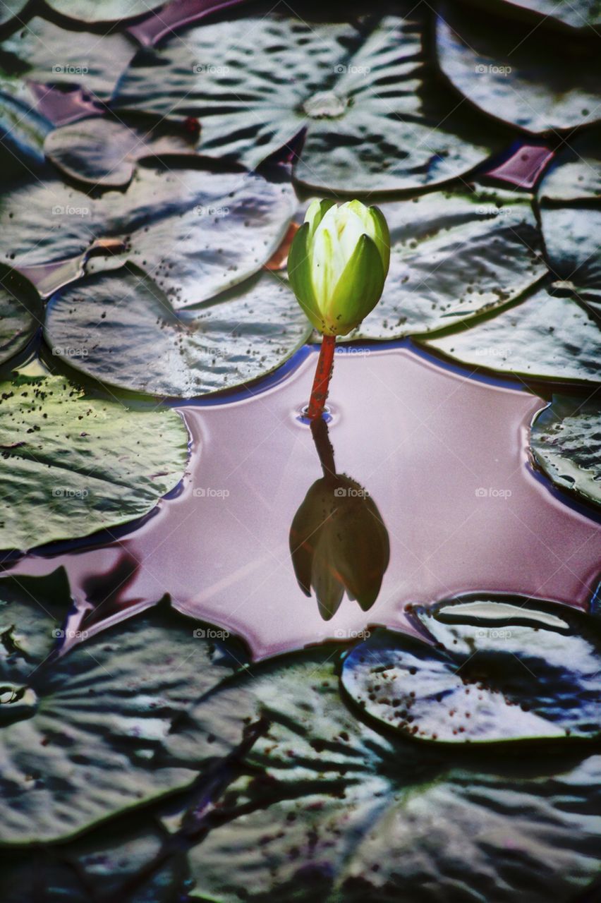 Hazed  Waterlilly