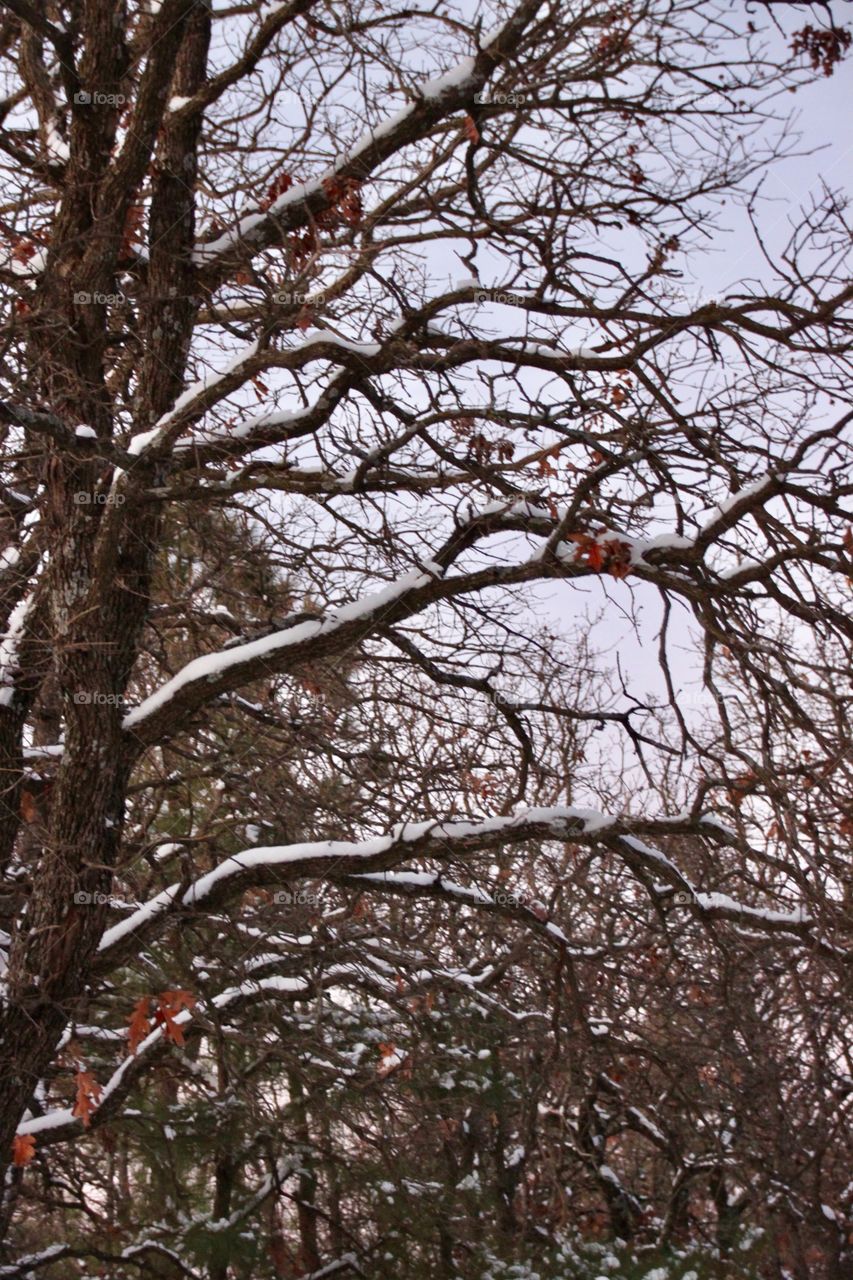 Trees and Snow