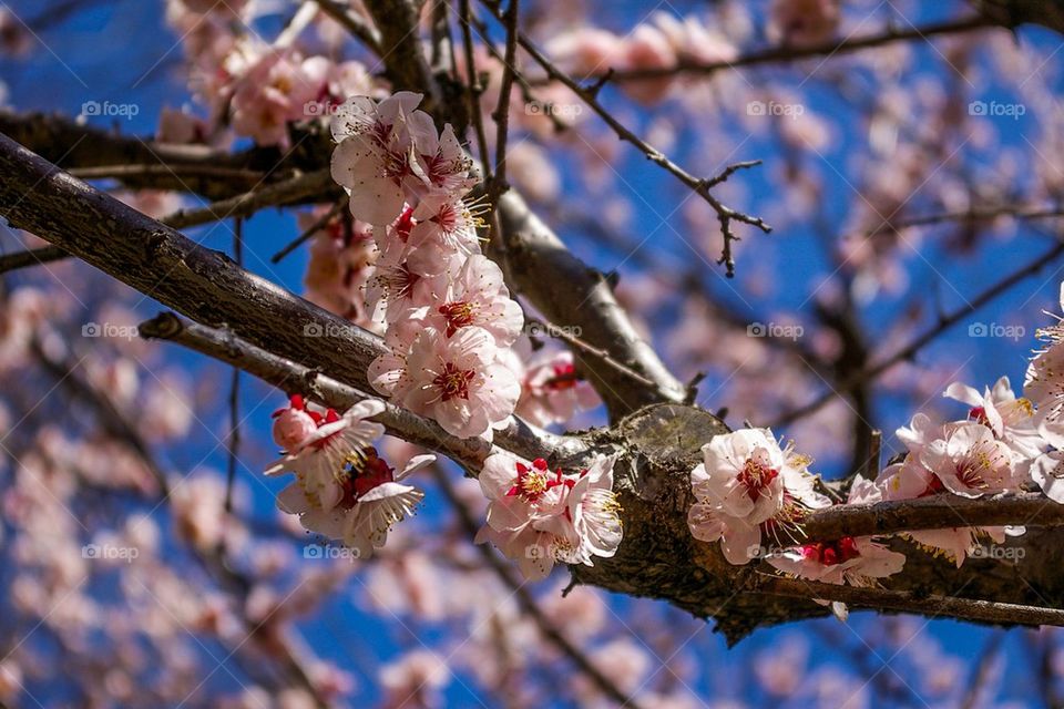 Sakura 🌸