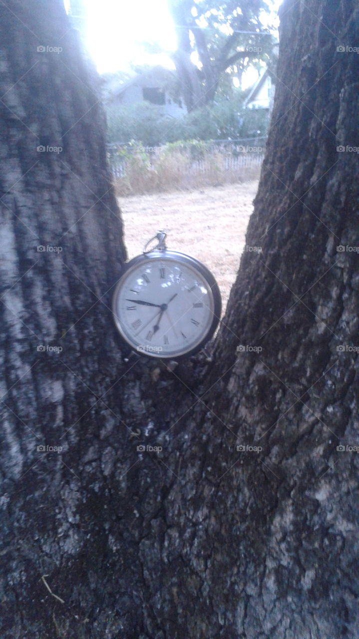 Tree of time 