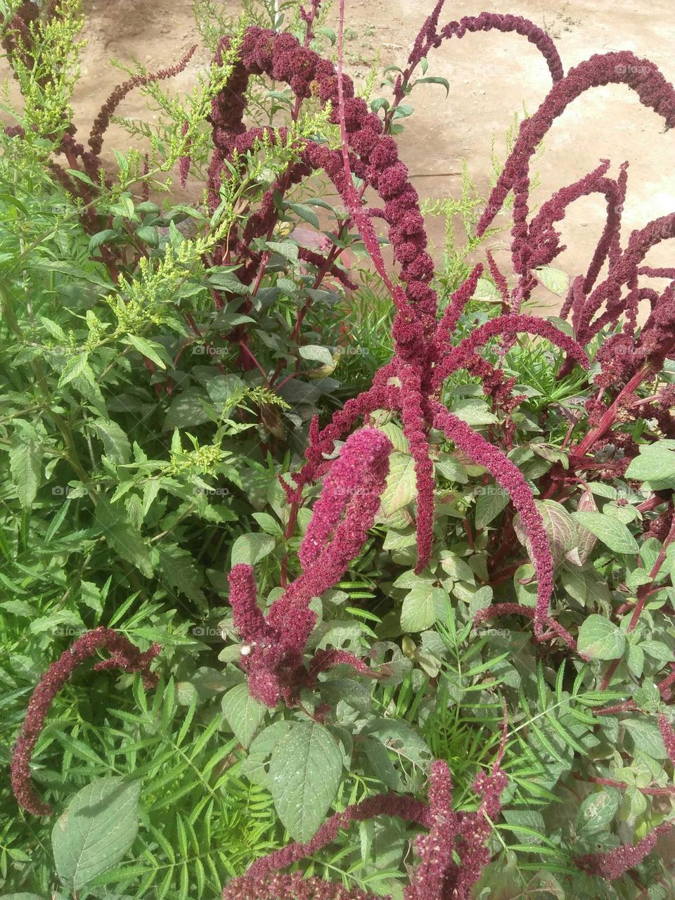 Beautiful multicolor plants in the garden.