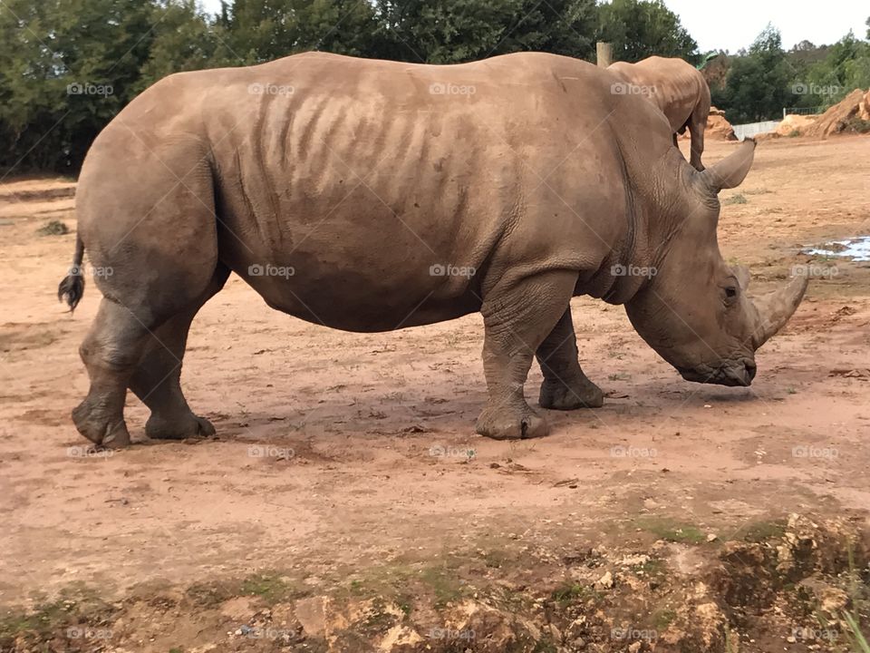 hippocampal hippos zoo morroco animal