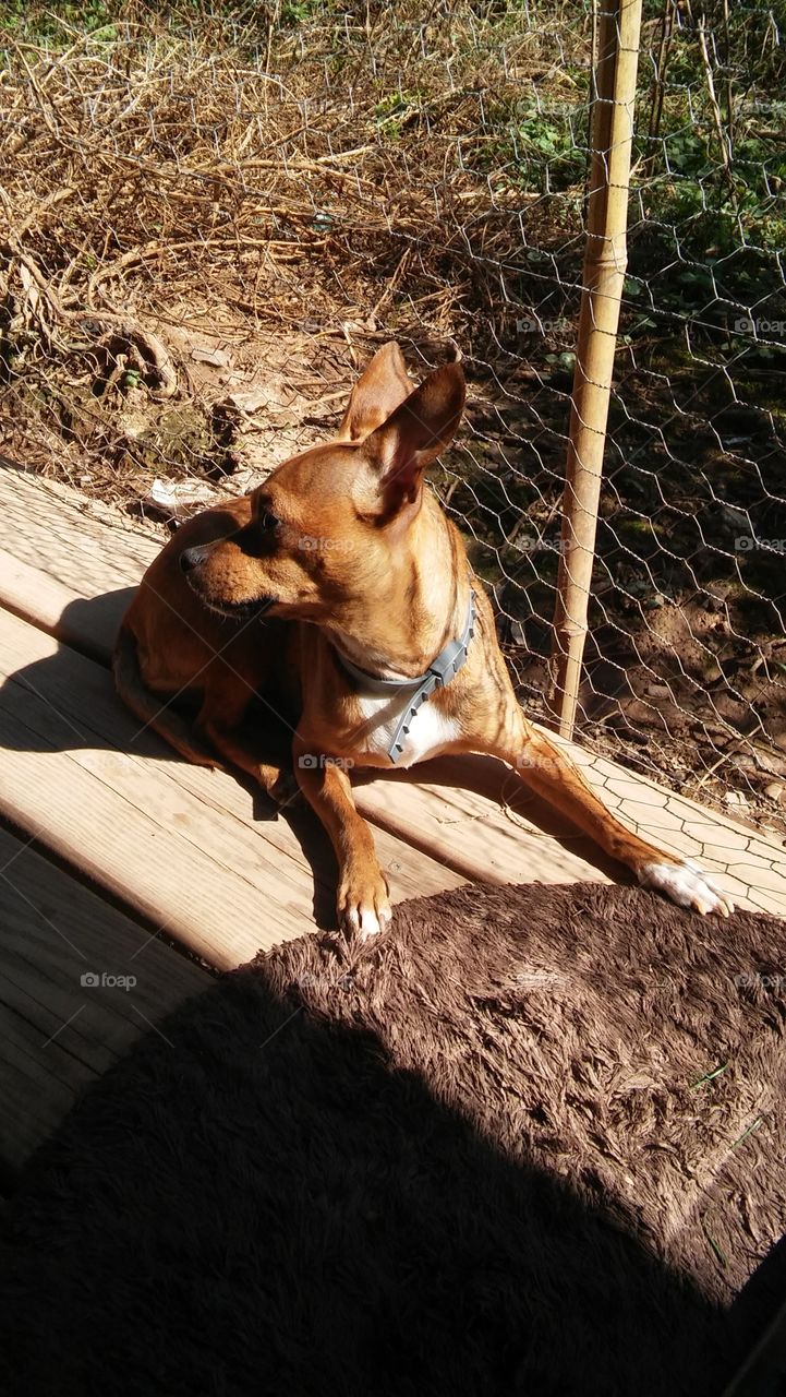 Chihuahua tan deck cute little rug cute dog fence country