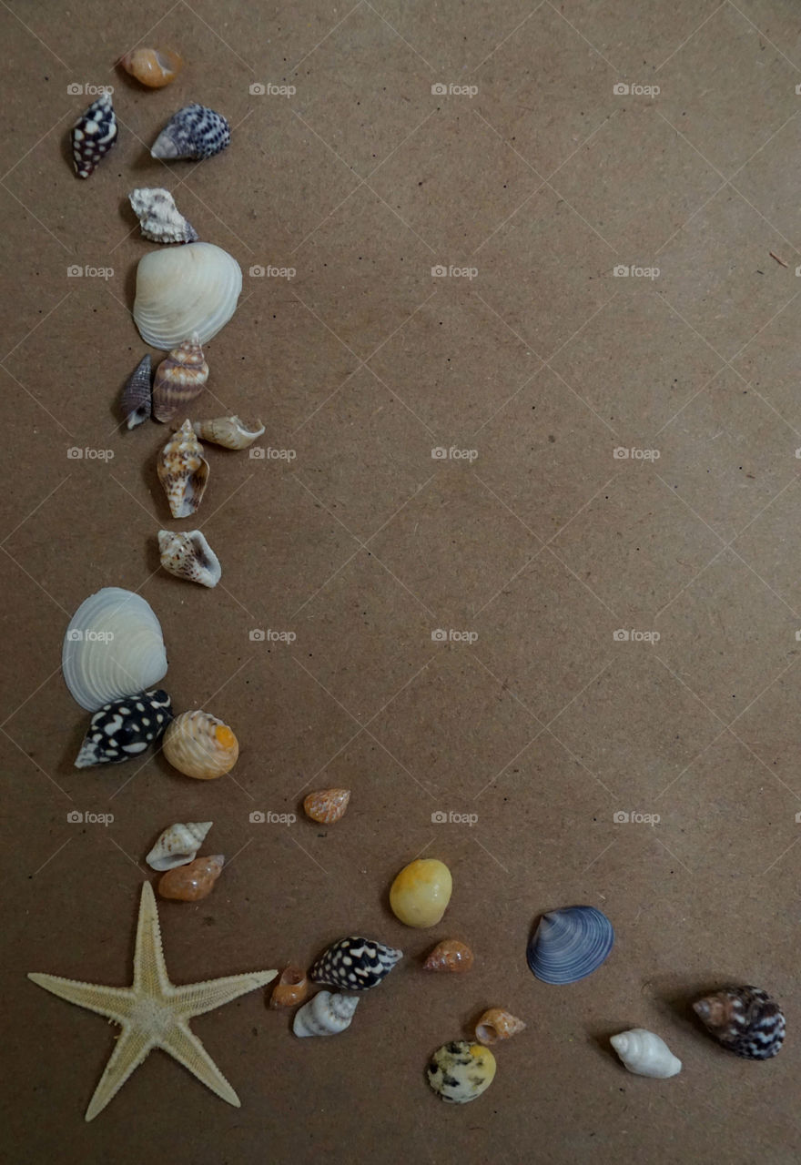 Seashells 