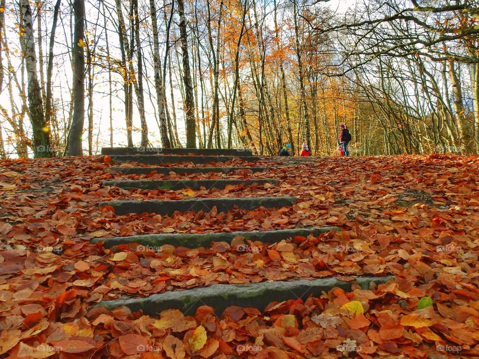 Steps in fall