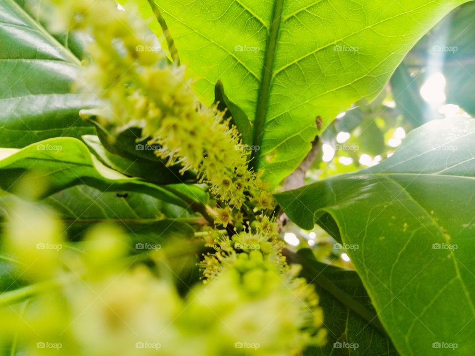 Green Almond Seeds