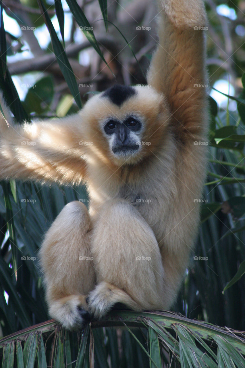 white eyes feet head by kshapley